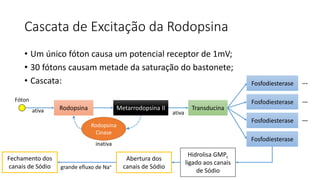 Cascata de Excitação da Rodopsina
• Um único fóton causa um potencial receptor de 1mV;
• 30 fótons causam metade da saturação do bastonete;
• Cascata:
Rodopsina
Fóton
ativa Metarrodopsina II Transducina
ativa
Fosfodiesterase
Fosfodiesterase
Fosfodiesterase
Fosfodiesterase
Hidrolisa GMPc
ligado aos canais
de Sódio
Abertura dos
canais de Sódio
Fechamento dos
canais de Sódio grande efluxo de Na+
Rodopsina
Cinase
inativa
...
...
...
 