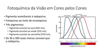 Fotoquímica da Visão em Cores pelos Cones
• Pigmento semelhante à rodopsina;
• Fotopsinas ao invés de escotopsina;
• Três pigmentos:
• Pigmento sensível ao azul (445 nm);
• Pigmento sensível ao verde (535 nm);
• Pigmento sensível ao vermelho (570 nm);
• De 30 a 300 vezes menos sensível que
a rodopsina.
 