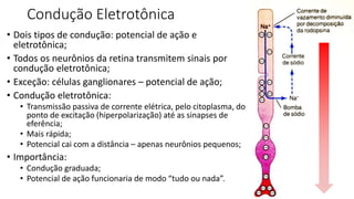 Condução Eletrotônica
• Dois tipos de condução: potencial de ação e
eletrotônica;
• Todos os neurônios da retina transmitem sinais por
condução eletrotônica;
• Exceção: células ganglionares – potencial de ação;
• Condução eletrotônica:
• Transmissão passiva de corrente elétrica, pelo citoplasma, do
ponto de excitação (hiperpolarização) até as sinapses de
eferência;
• Mais rápida;
• Potencial cai com a distância – apenas neurônios pequenos;
• Importância:
• Condução graduada;
• Potencial de ação funcionaria de modo “tudo ou nada”.
 