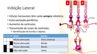 Inibição Lateral
• Células horizontais têm saída sempre inibitória;
• Evita excitação periférica;
• Aumento do contraste;
• Transmissão de sinais de contraste:
• Identificação de bordas e objetos.
1 2 3
1 2 3 Sinal Borda
Muito atenuado Área contínua
Pouco atenuado Borda
Pouco atenuado Borda
Não atenuado Linha
 