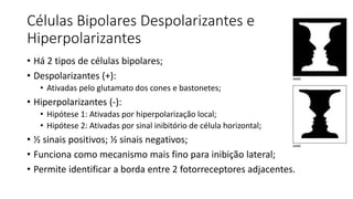Células Bipolares Despolarizantes e
Hiperpolarizantes
• Há 2 tipos de células bipolares;
• Despolarizantes (+):
• Ativadas pelo glutamato dos cones e bastonetes;
• Hiperpolarizantes (-):
• Hipótese 1: Ativadas por hiperpolarização local;
• Hipótese 2: Ativadas por sinal inibitório de célula horizontal;
• ½ sinais positivos; ½ sinais negativos;
• Funciona como mecanismo mais fino para inibição lateral;
• Permite identificar a borda entre 2 fotorreceptores adjacentes.
 