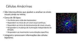 Células Amácrinas
• São interneurônios que ajudam a analisar os sinais
visuais ainda na retina;
• Cerca de 30 tipos:
• Via direta para visão dos bastonetes;
• Repondem no início de um sinal visual contínuo;
• Repondem ao início do deslocamento de sinais visuais;
• Respondem à mudança de iluminação independente da
direção;
• Respondem ao movimento numa direção específica;
• Integram e processam informações das células
bipolares.
 