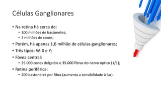 Células Ganglionares
• Na retina há cerca de:
• 100 milhões de bastonetes;
• 3 milhões de cones;
• Porém, há apenas 1,6 milhão de células ganglionares;
• Três tipos: W, X e Y;
• Fóvea central:
• 35.000 cones delgados e 35.000 fibras do nervo óptico (1/1);
• Retina periférica:
• 200 bastonetes por fibra (aumenta a sensibilidade à luz).
 