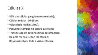 Células X
• 55% das células ganglionares (maioria);
• Células médias: 10-15µm;
• Velocidade média: 14m/s;
• Pequenos campos no centro da retina;
• Transmissão de detalhes finos das imagens;
• Há pelo menos 1 cone for célula Y;
• Responsável por toda a visão colorida.
 