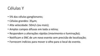 Células Y
• 5% das células ganglionares;
• Células grandes: 35µm;
• Alta velocidade: 50m/s (ou mais);
• Amplos campos difusos em toda a retina;
• Respondem a alterações rápidas (movimento e iluminação);
• Notificam o SNC de um novo evento sem precisão de localização;
• Fornecem indícios para mover o olho para o local do evento.
 
