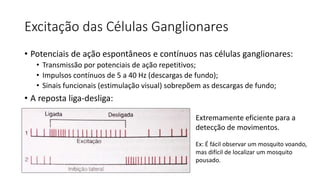 Excitação das Células Ganglionares
• Potenciais de ação espontâneos e contínuos nas células ganglionares:
• Transmissão por potenciais de ação repetitivos;
• Impulsos contínuos de 5 a 40 Hz (descargas de fundo);
• Sinais funcionais (estimulação visual) sobrepõem as descargas de fundo;
• A reposta liga-desliga:
Extremamente eficiente para a
detecção de movimentos.
Ex: É fácil observar um mosquito voando,
mas difícil de localizar um mosquito
pousado.
 