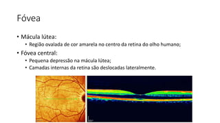 Fóvea
• Mácula lútea:
• Região ovalada de cor amarela no centro da retina do olho humano;
• Fóvea central:
• Pequena depressão na mácula lútea;
• Camadas internas da retina são deslocadas lateralmente.
 