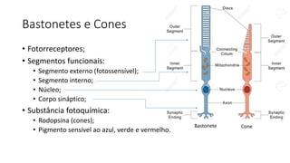 Bastonetes e Cones
• Fotorreceptores;
• Segmentos funcionais:
• Segmento externo (fotossensível);
• Segmento interno;
• Núcleo;
• Corpo sináptico;
• Substância fotoquímica:
• Rodopsina (cones);
• Pigmento sensível ao azul, verde e vermelho.
ConeBastonete
 