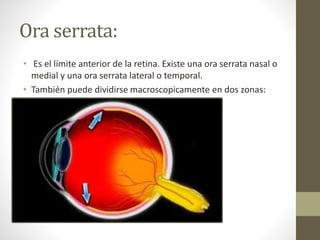 Ora serrata:
• Es el límite anterior de la retina. Existe una ora serrata nasal o
medial y una ora serrata lateral o temporal.
• También puede dividirse macroscopicamente en dos zonas:
 