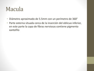 Macula
• Diámetro aproximado de 5.5mm con un perímetro de 360°
• Parte externa situada cerca de la inserción del oblicuo inferior,
en este parte la capa de fibras nerviosas contiene pigmento
xantofilo
 