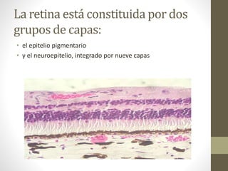 La retina está constituida por dos
grupos de capas:
• el epitelio pigmentario
• y el neuroepitelio, integrado por nueve capas
 