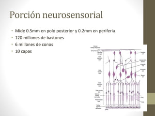 Porción neurosensorial
• Mide 0.5mm en polo posterior y 0.2mm en periferia
• 120 millones de bastones
• 6 millones de conos
• 10 capas
 