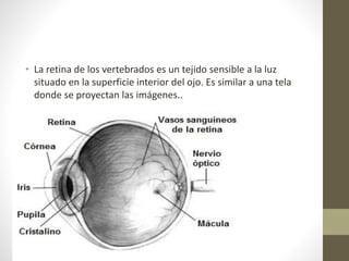 • La retina de los vertebrados es un tejido sensible a la luz
situado en la superficie interior del ojo. Es similar a una tela
donde se proyectan las imágenes..
 