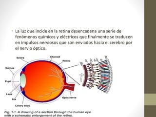 • La luz que incide en la retina desencadena una serie de
fenómenos químicos y eléctricos que finalmente se traducen
en impulsos nerviosos que son enviados hacia el cerebro por
el nervio óptico.
 