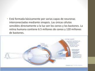 • Está formada básicamente por varias capas de neuronas
interconectadas mediante sinapsis. Las únicas células
sensibles directamente a la luz son los conos y los bastones. La
retina humana contiene 6.5 millones de conos y 120 millones
de bastones.
 