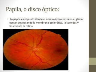 Papila, o disco óptico:
• La papila es el punto donde el nervio óptico entra en el globo
ocular, atravesando la membrana esclerótica, la coroides y
finalmente la retina.
 