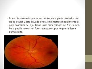 • Es un disco rosado que se encuentra en la parte posterior del
globo ocular y está situado unos 3 milímetros medialmente al
polo posterior del ojo. Tiene unas dimensiones de 2 x 1.5 mm.
En la papila no existen fotorreceptores, por lo que se llama
punto ciego.
 