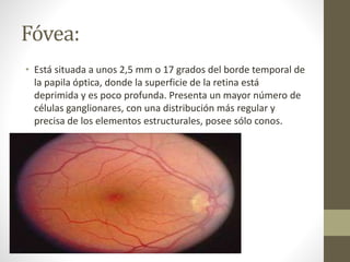 Fóvea:
• Está situada a unos 2,5 mm o 17 grados del borde temporal de
la papila óptica, donde la superficie de la retina está
deprimida y es poco profunda. Presenta un mayor número de
células ganglionares, con una distribución más regular y
precisa de los elementos estructurales, posee sólo conos.
 