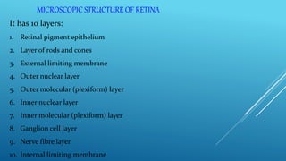 Anatomy of Retina | PPTX