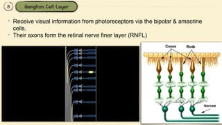 8
• Receive visual information from photoreceptors via the bipolar & amacrine
cells.
• Their axons form the retinal nerve finer layer (RNFL)
 