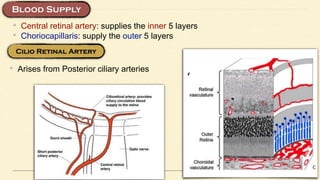 • Central retinal artery: supplies the inner 5 layers
• Choriocapillaris: supply the outer 5 layers
• Arises from Posterior ciliary arteries
 