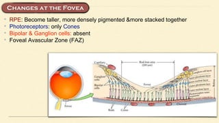 • RPE: Become taller, more densely pigmented &more stacked together
• Photoreceptors: only Cones
• Bipolar & Ganglion cells: absent
• Foveal Avascular Zone (FAZ)
 