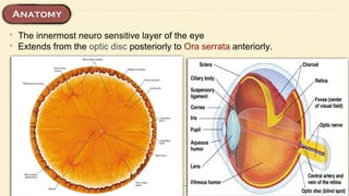 • The innermost neuro sensitive layer of the eye
• Extends from the optic disc posteriorly to Ora serrata anteriorly.
 