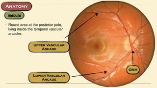 • Round area at the posterior pole,
lying inside the temporal vascular
arcades
 