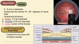 • 5 - 6 mm in diameter.
• Subserves the central 15 - 20º degrees of visual
field.
• Anatomical divisions:
A. Fovea: 1.5 mm diameter
B. Foveola: 0.35 mm diameter
C. Umbo: center of the foveola
• Central 0.6 mm area with
no blood vessels
 