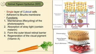 1
• Single layer of Cubical cells
• Adherent to Bruchs membrane
• Functions:
1. Maintenance (Recycling) of the
photoreceptors
2. Absorption of stray light (contain
melanin)
3. Form the outer blood retinal barrier
4. Regeneration of the visual pigment
(Vitamin A)
 