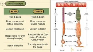 Thin & Long Thick & Short
More numerous at
retinal periphery
More numerous
toward macula
Contain Rhodopsin Contain Iodopsin
Responsible for Dim
vision (Scotopic)
Responsible for Day
vision (Photopic),
Colour vision
Not in the fovea
The only receptors in
the fovea
2
 