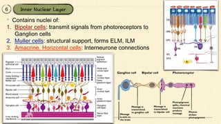 6
• Contains nuclei of:
1. Bipolar cells: transmit signals from photoreceptors to
Ganglion cells
2. Muller cells: structural support, forms ELM, ILM
3. Amacrine, Horizontal cells: Interneurone connections
 