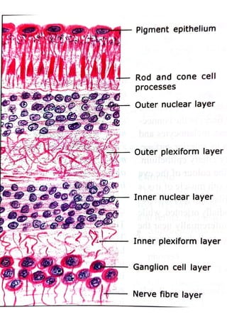 Retina layers | PDF