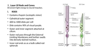 Rod Spherule RETINA power point based on ophthalmology | PPTX