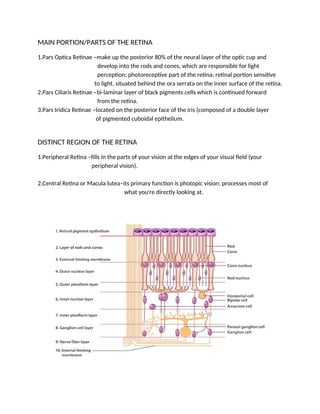 MAIN PORTION/PARTS OF THE RETINA
1.Pars Optica Retinae –make up the posterior 80% of the neural layer of the optic cup and
develop into the rods and cones, which are responsible for light
perception; photoreceptive part of the retina; retinal portion sensitive
to light, situated behind the ora serrata on the inner surface of the retina.
2.Pars Ciliaris Retinae –bi-laminar layer of black pigments cells which is continued forward
from the retina.
3.Pars Iridica Retinae –located on the posterior face of the iris (composed of a double layer
of pigmented cuboidal epithelium.
DISTINCT REGION OF THE RETINA
1.Peripheral Retina –fills in the parts of your vision at the edges of your visual field (your
peripheral vision).
2.Central Retina or Macula lutea–its primary function is photopic vision; processes most of
what you're directly looking at.
 