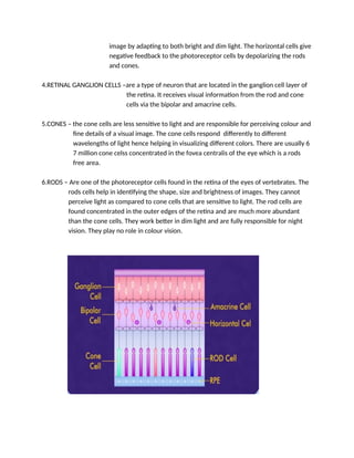 image by adapting to both bright and dim light. The horizontal cells give
negative feedback to the photoreceptor cells by depolarizing the rods
and cones.
4.RETINAL GANGLION CELLS –are a type of neuron that are located in the ganglion cell layer of
the retina. It receives visual information from the rod and cone
cells via the bipolar and amacrine cells.
5.CONES – the cone cells are less sensitive to light and are responsible for perceiving colour and
fine details of a visual image. The cone cells respond differently to different
wavelengths of light hence helping in visualizing different colors. There are usually 6
7 million cone celss concentrated in the fovea centralis of the eye which is a rods
free area.
6.RODS – Are one of the photoreceptor cells found in the retina of the eyes of vertebrates. The
rods cells help in identifying the shape, size and brightness of images. They cannot
perceive light as compared to cone cells that are sensitive to light. The rod cells are
found concentrated in the outer edges of the retina and are much more abundant
than the cone cells. They work better in dim light and are fully responsible for night
vision. They play no role in colour vision.
 