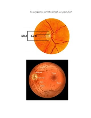 the same pigment seen in the skin cells known as melanin
 