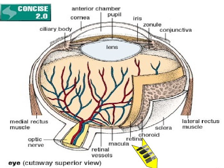 Retina & Optic Disk