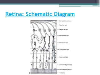 Retina: Schematic Diagram
 