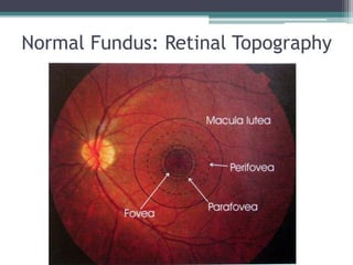 Retina 1 anatomy and diabetic retinopathy d r.k.n.jha-26.05.16