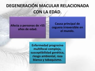 DEGENERACIÓN MACULAR RELACIONADA
CON LA EDAD.
Afecta a personas de >55
años de edad.
Causa principal de
ceguera irreversible en
el mundo.
Enfermedad progresiva
multifocal compleja,
susceptibilidad genética,
riesgo ambiental, raza
blanca y tabaquismo.
 
