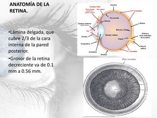 ANATOMÍA DE LA
RETINA.
•Lámina delgada, que
cubre 2/3 de la cara
interna de la pared
posterior.
•Grosor de la retina
decreciente va de 0.1
mm a 0.56 mm.
 