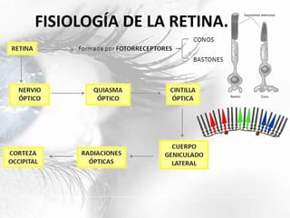FISIOLOGÍA DE LA RETINA.
 