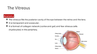 The Vitreous
Anatom y
The vitreous fills the posterior cavity of the eye between the retina and the lens.
It is transparent and avascular.
It is form ed of collagen network (cortex and gel) and few vitreous cells
(hyalocytes) in the periphery.
 