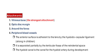 Attachments:
1. Vitreous base (the strongest attachment)
2. Optic disc margin
3. Around the fovea
4. Peripheral blood vessels
 The anterior surface is adherent to the lens by the hyaloido- capsular ligam ent
(strong in children)
 It is separated partially by the lenticular fossa of the retrolental space
 The hyaloid canal is the canal for the hyaloid artery during developm ent
 