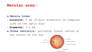 Macular area:
a.Macula lutea:
 Location: 3 mm (2-disc diameter) on temporal
side of the optic disc
 Diameter: 5.5 mm
a.Fovea centralis: yellowish foveal reflex at
the center of the macula
 