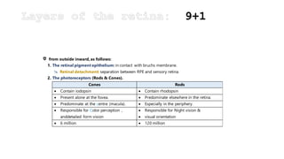 from outside inward, as follows:
1. The retinal pigment epithelium: in contact with bruchs membrane.
 Retinal detachment: separation between RPE and sensory retina.
2. The photoreceptors (Rods & Cones).
Cones Rods
 Contain iodopsin  Contain rhodopsin
 Present alone at the fovea.  Predominate elsewhere in the retina.
 Predominate at the centre (macula).  Especially in the periphery.
 Responsible for Color perception ,
anddetailed form vision
 Responsible for Night vision &
 visual orientation
 6 million  120 million
 