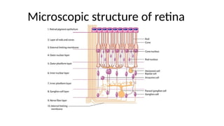 Retina Shape Comprehensive Overview of Retina Anatomy, Embryology, and Blood Supply ...