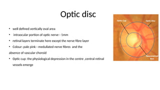 Interocular Area Comprehensive Overview of Retina Anatomy, Embryology, and Blood Supply ...