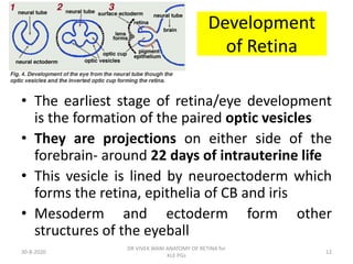 Retinal Cell Development Time Course DR WANI'S TALK ON Retina anatomy for PGs 2022.pptx